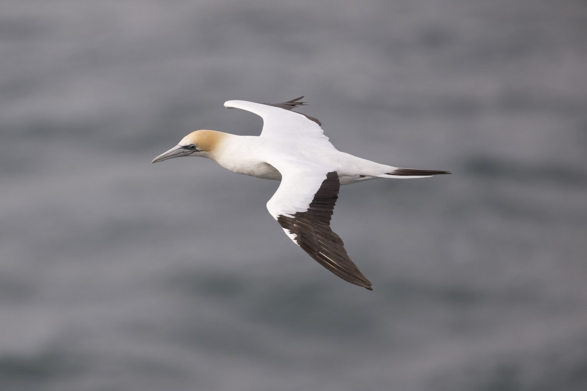 Australasian Gannet - ML622150069