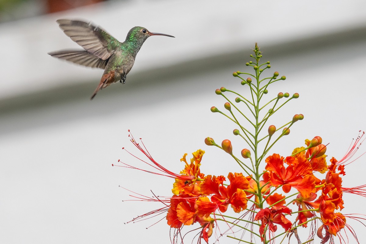 Rufous-tailed Hummingbird - ML622150070