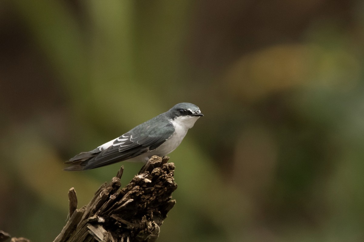 Mangrove Swallow - ML622150071