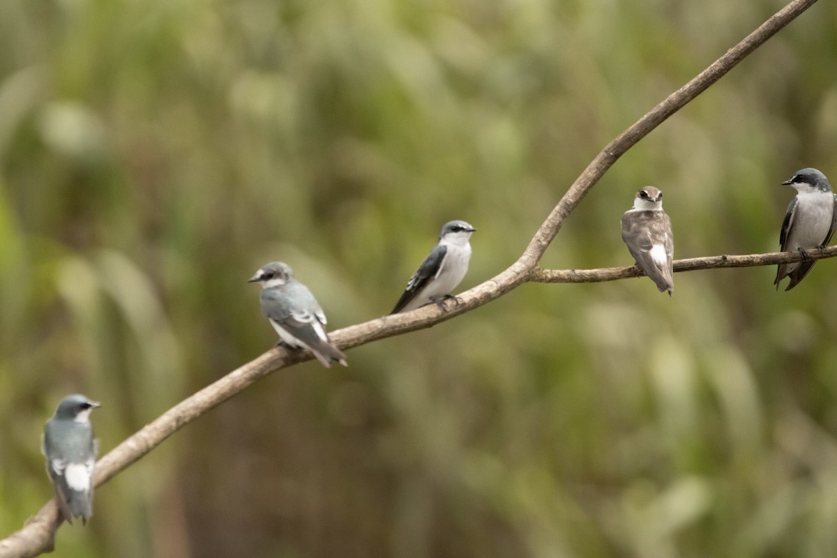 Mangrove Swallow - ML622150072