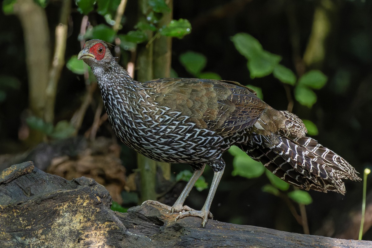 Kalij Pheasant - ML622150101