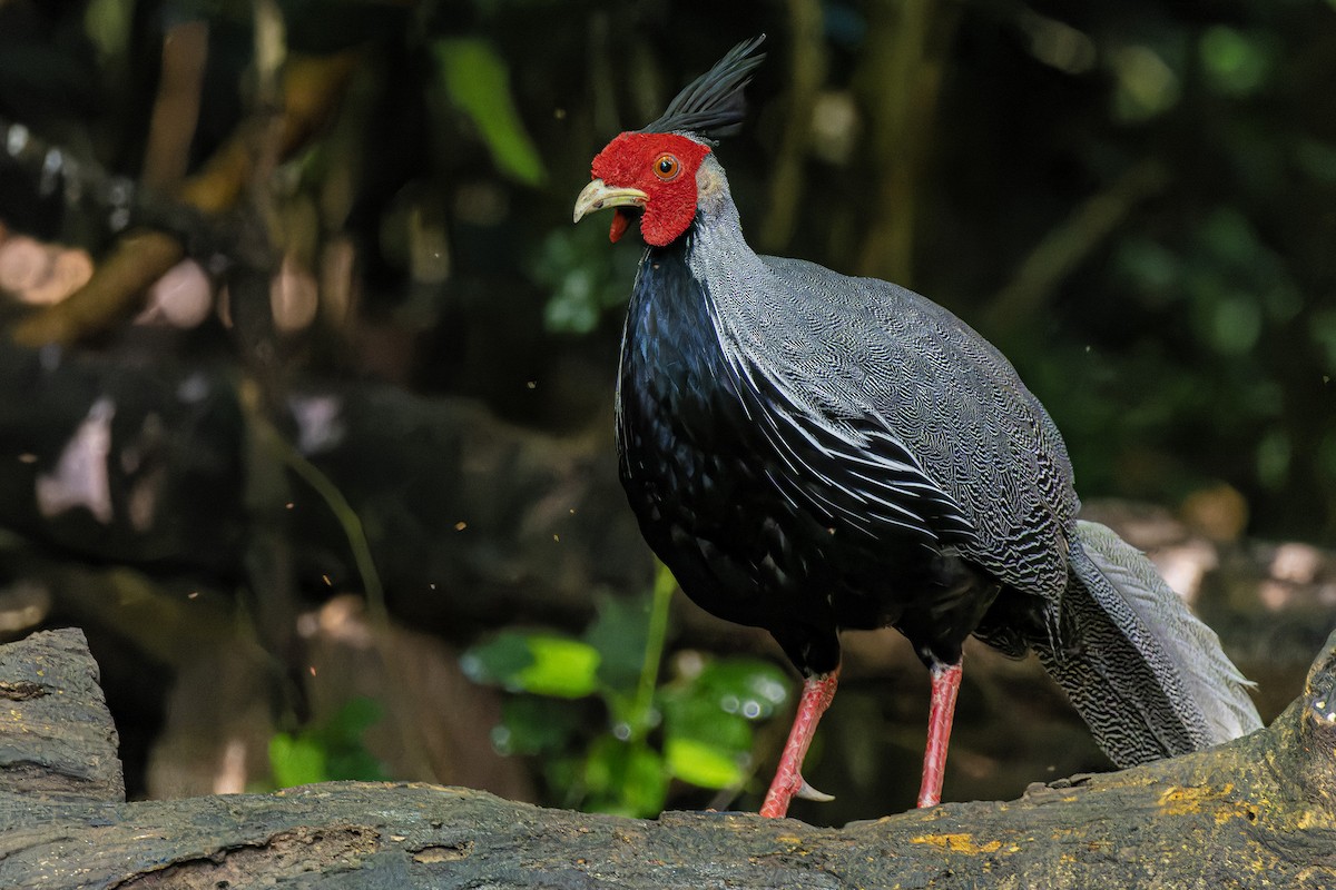 Kalij Pheasant - ML622150103