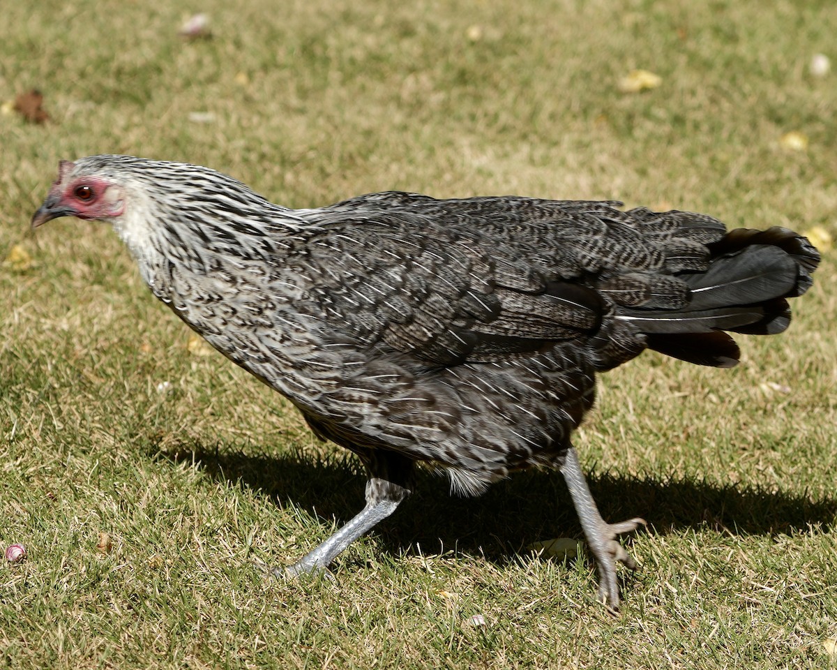 Red Junglefowl (Domestic type) - ML622150147