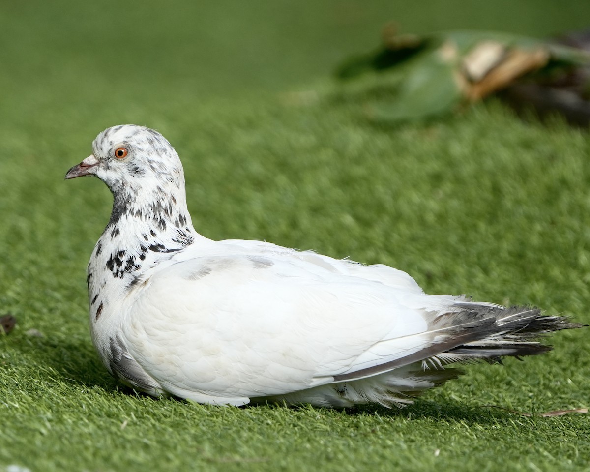 Rock Pigeon (Feral Pigeon) - Gloria Markiewicz