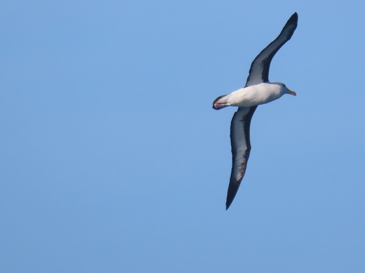 Black-browed Albatross (Black-browed) - Ursula  Mitra