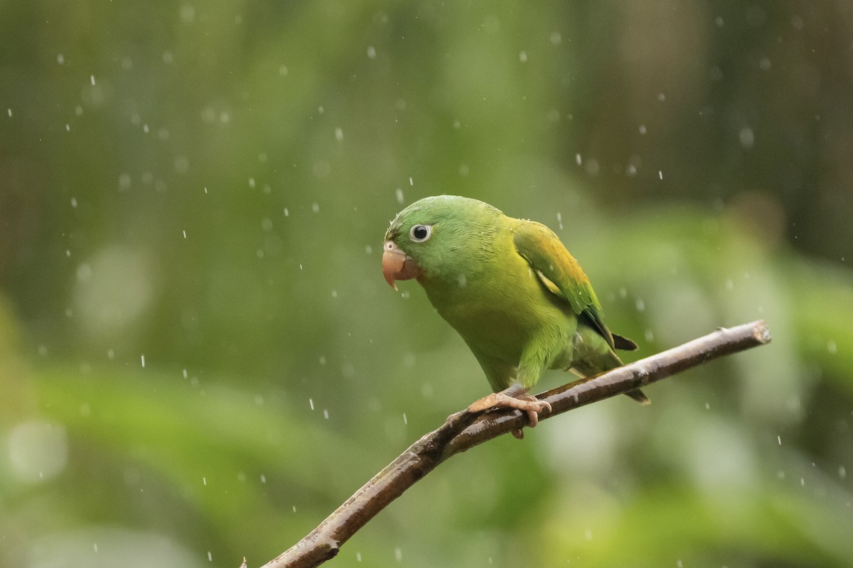 Orange-chinned Parakeet - Cailyn Buchanan