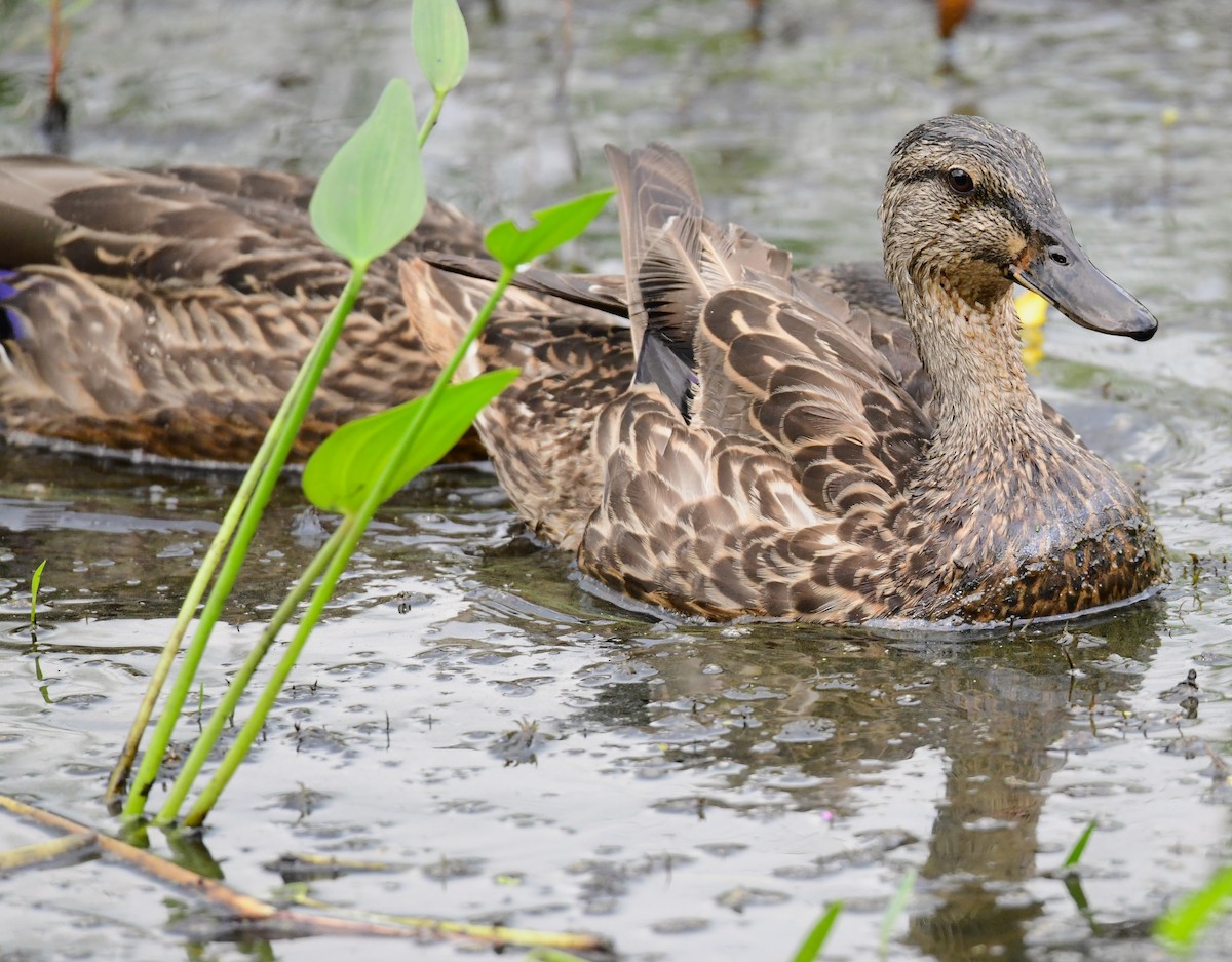 Mallard - mike shaw