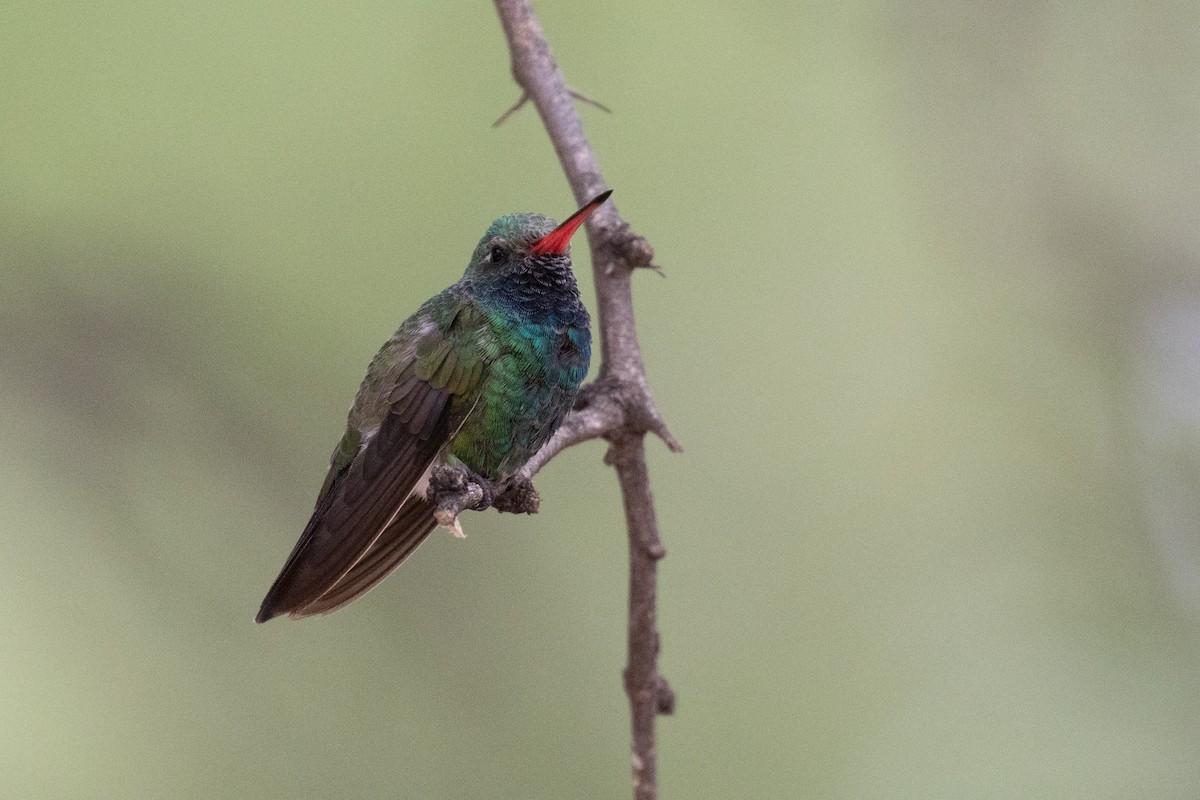 Broad-billed Hummingbird - ML622150281