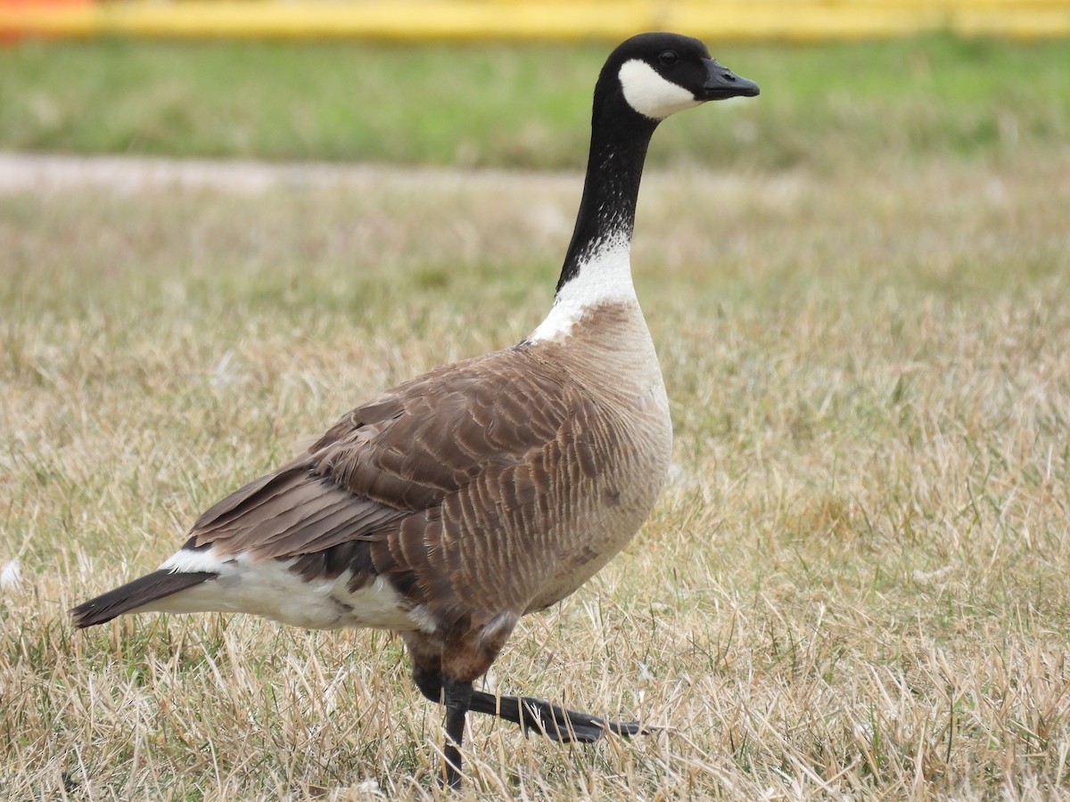 Cackling Goose (Aleutian) - ML622150284