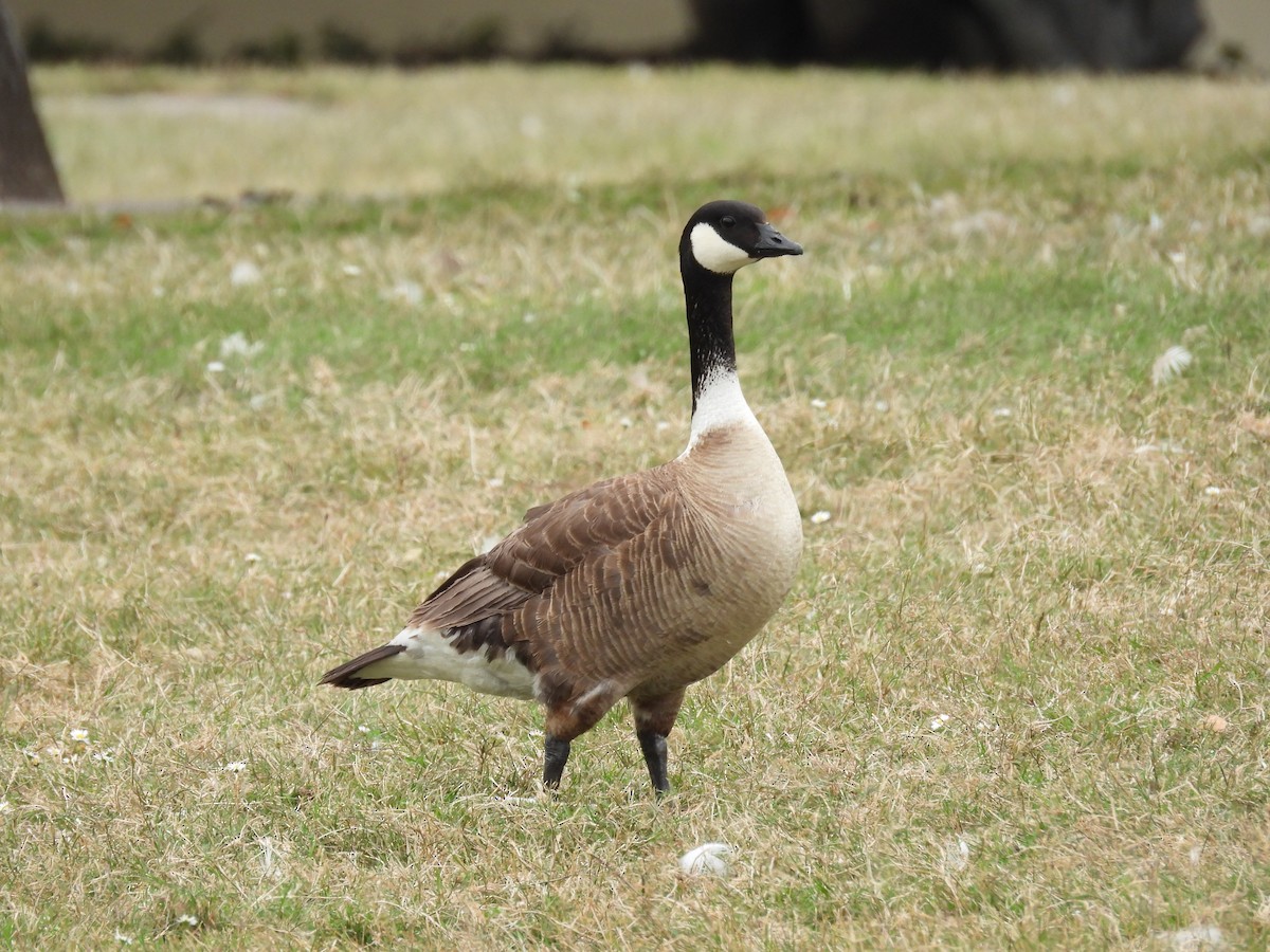 Cackling Goose (Aleutian) - ML622150285