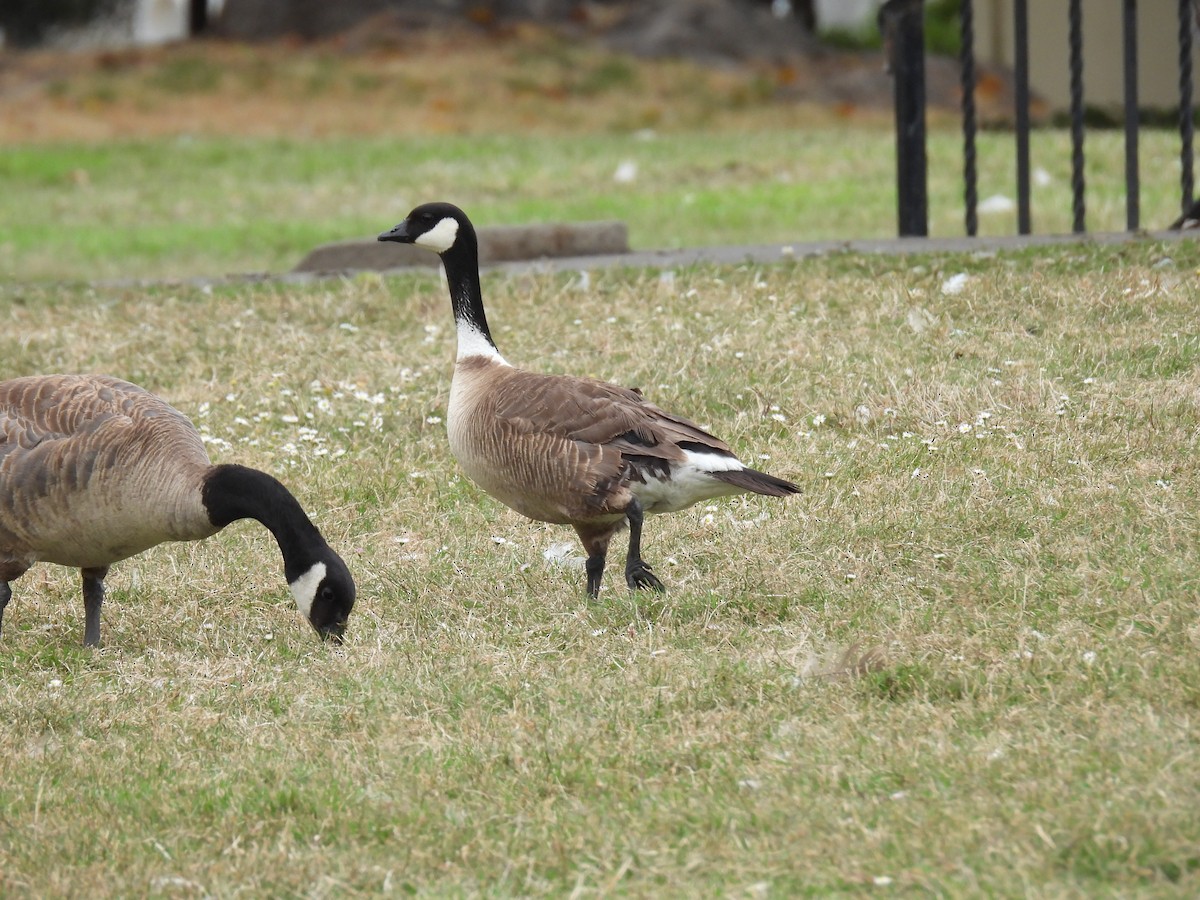 Cackling Goose (Aleutian) - ML622150286