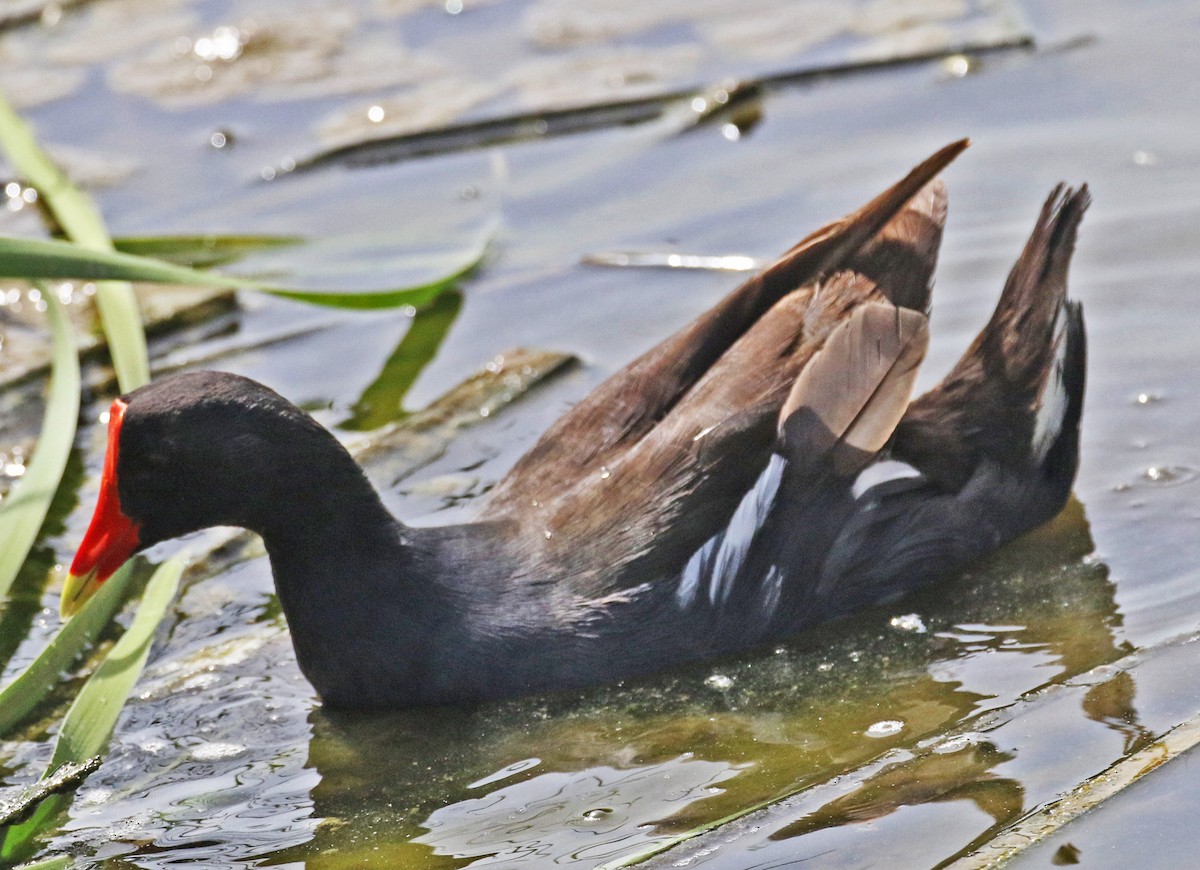 Common Gallinule - ML622150299