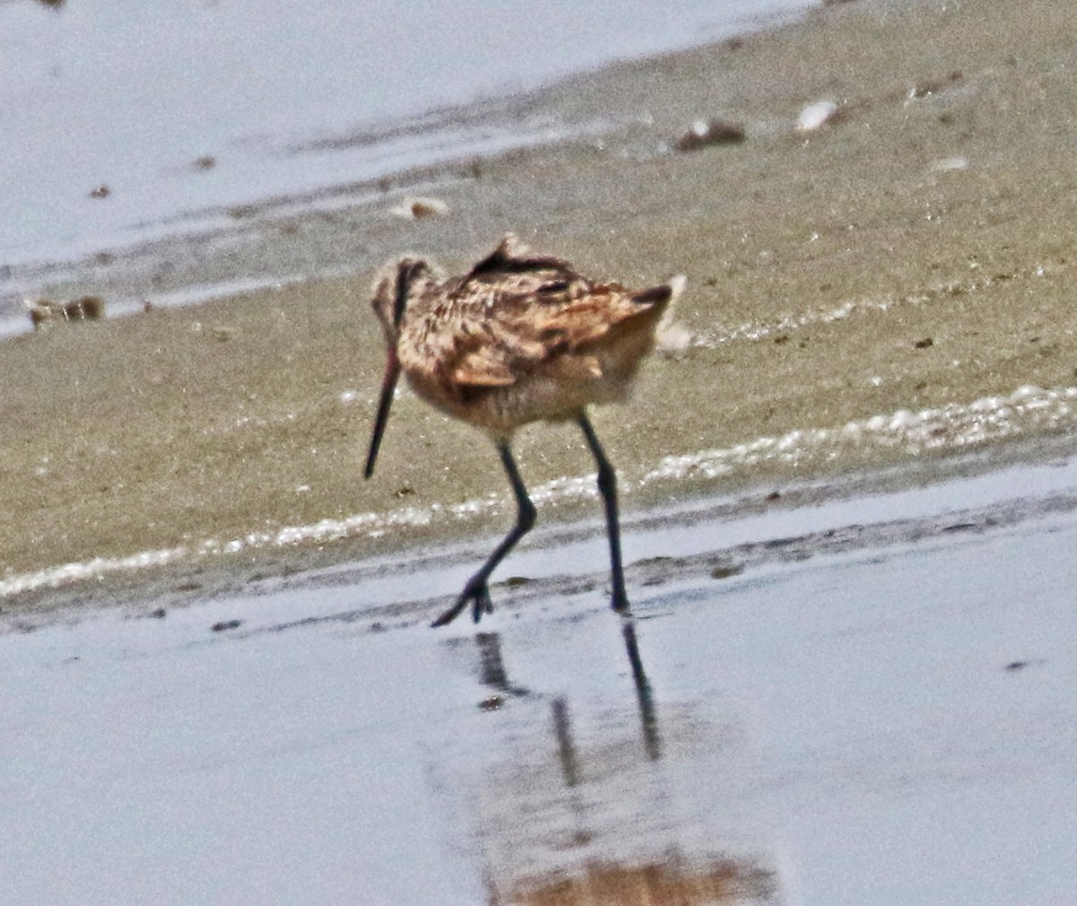 Marbled Godwit - ML622150311