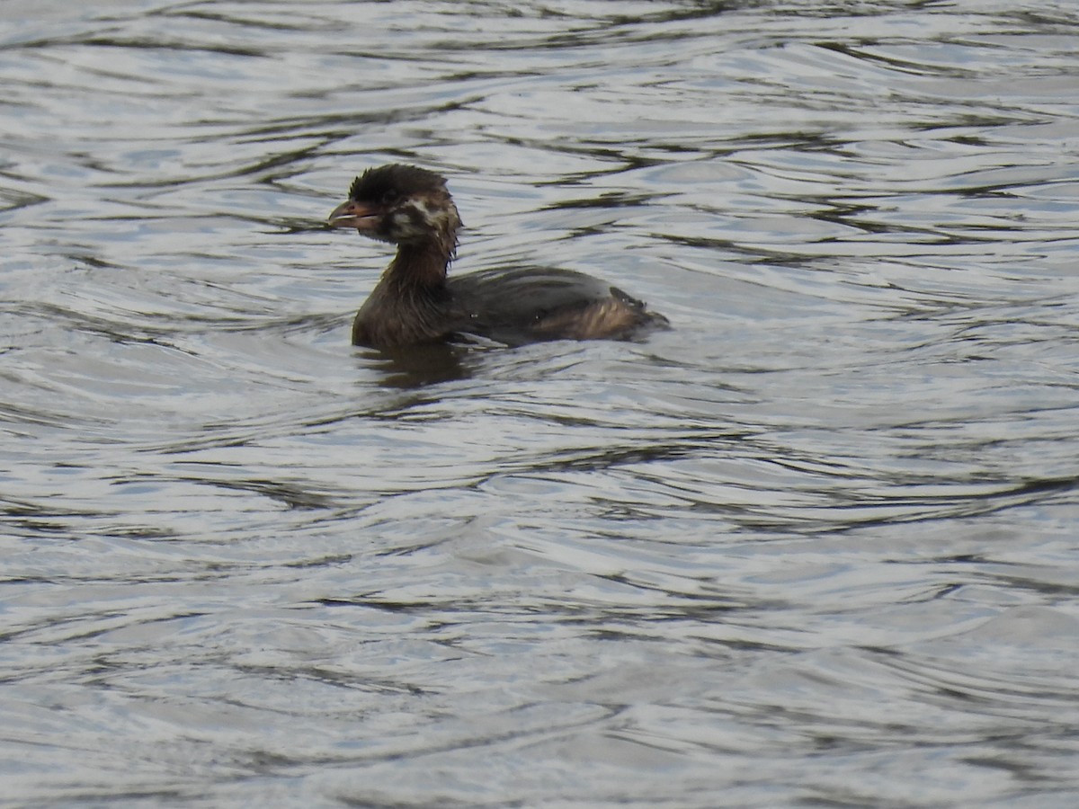 Pied-billed Grebe - ML622150335