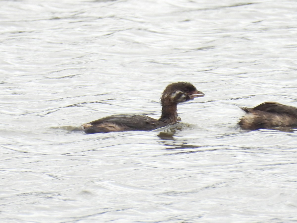 Pied-billed Grebe - ML622150336