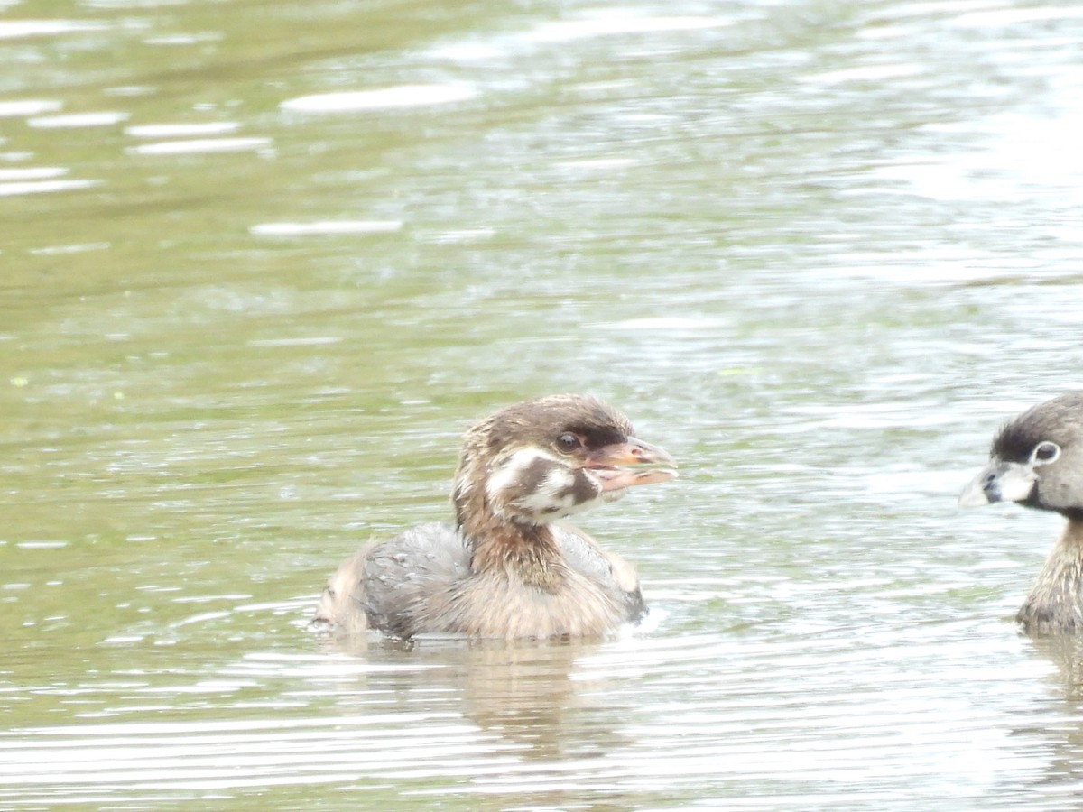 Pied-billed Grebe - ML622150337