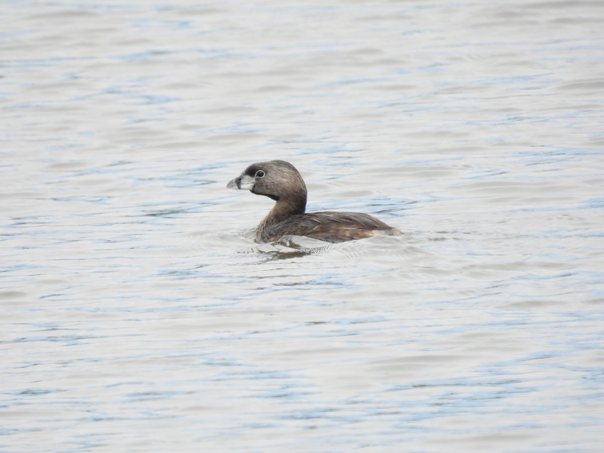 Pied-billed Grebe - ML622150338