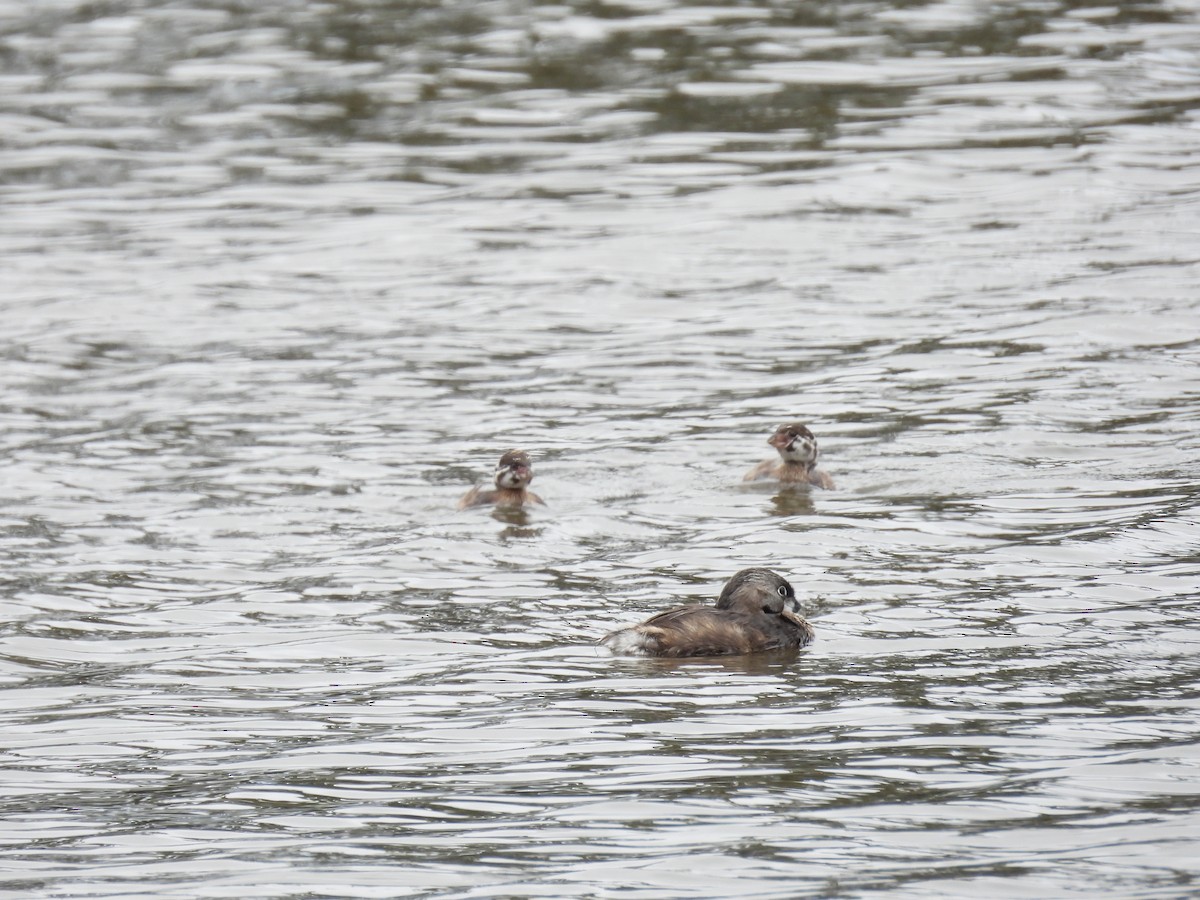 Pied-billed Grebe - ML622150339