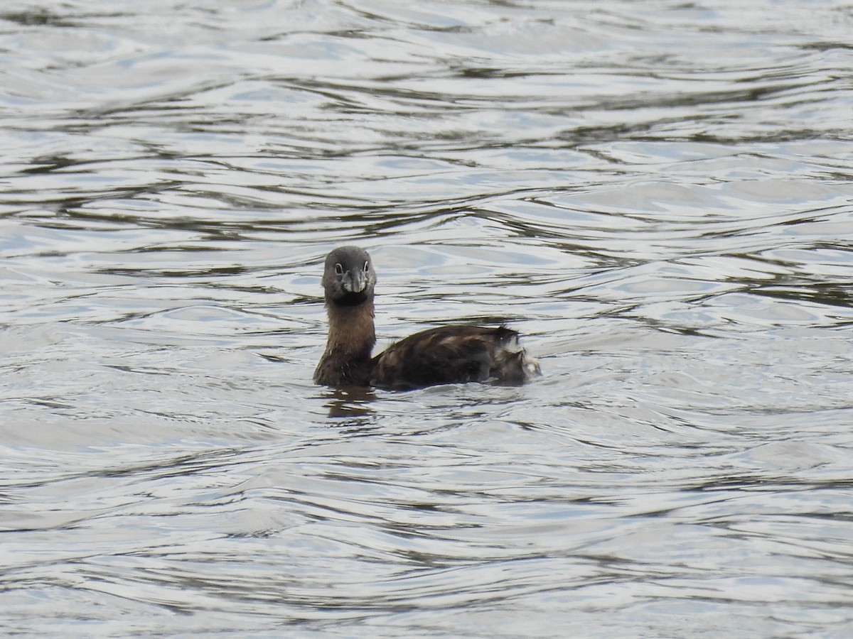 Pied-billed Grebe - ML622150340