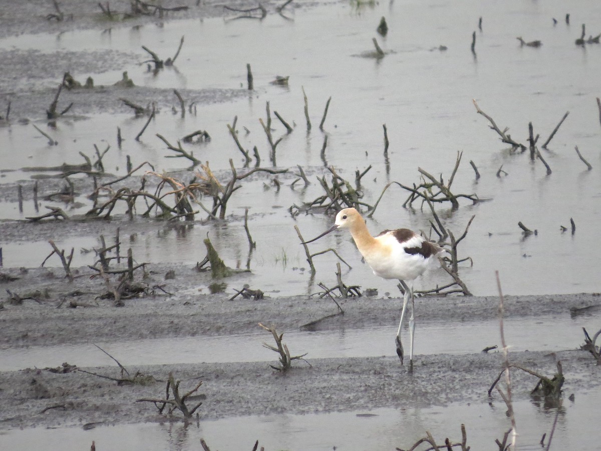 American Avocet - ML622150348