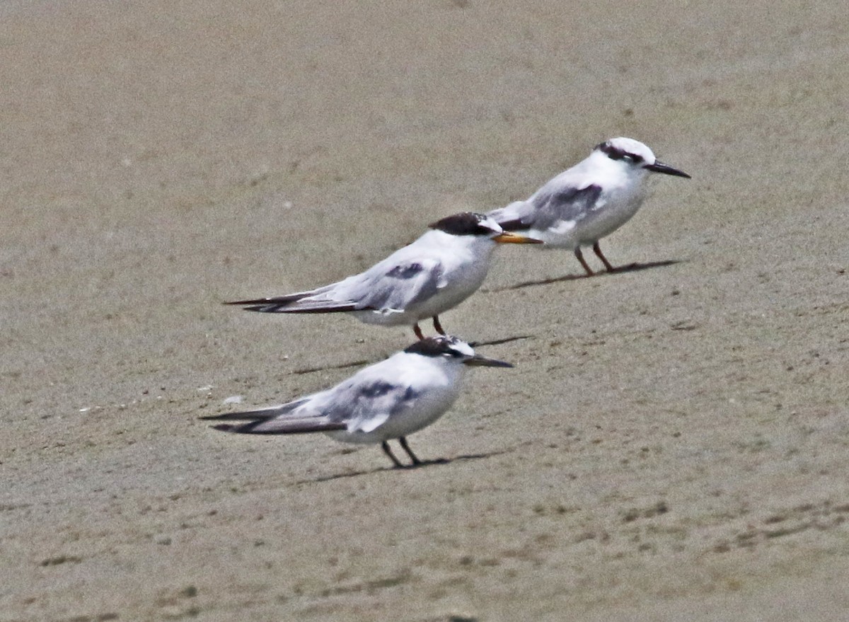 Least Tern - ML622150356