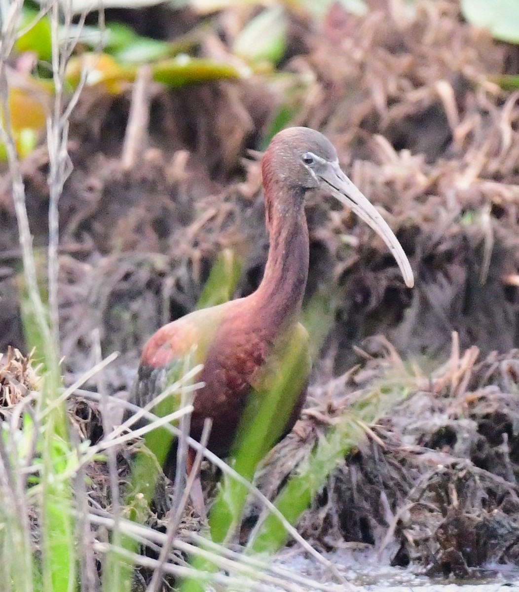 ibis hnědý - ML622150357