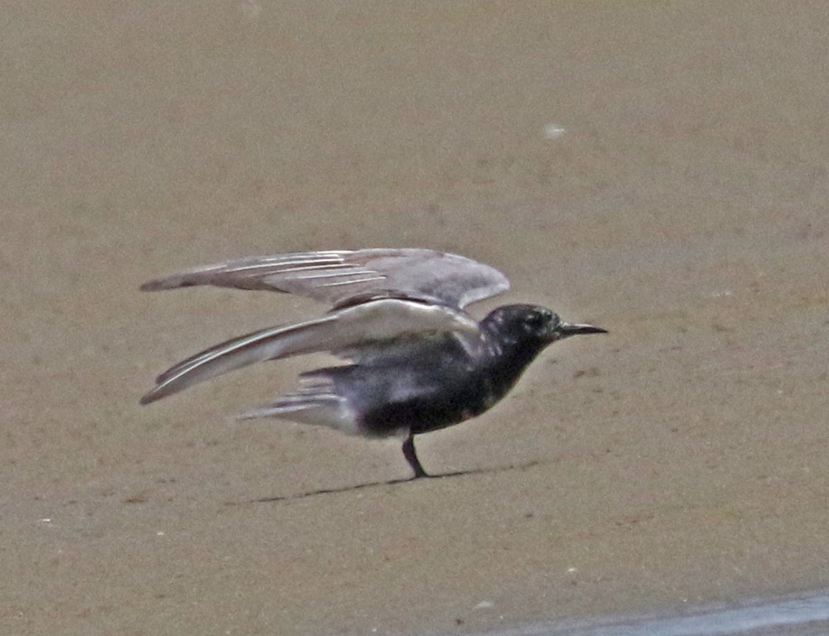 Black Tern - Galen  Stewart