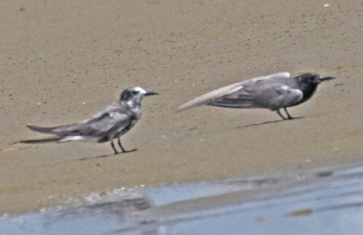 Black Tern - Galen  Stewart