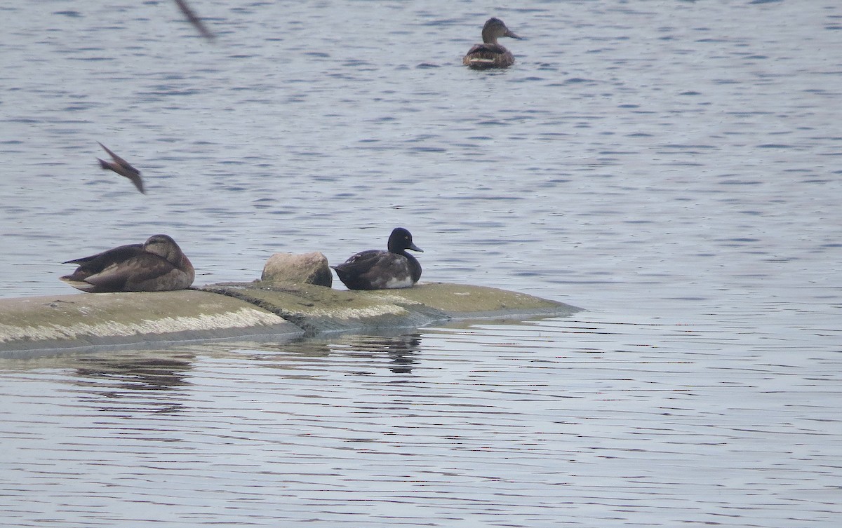 Lesser Scaup - ML622150372