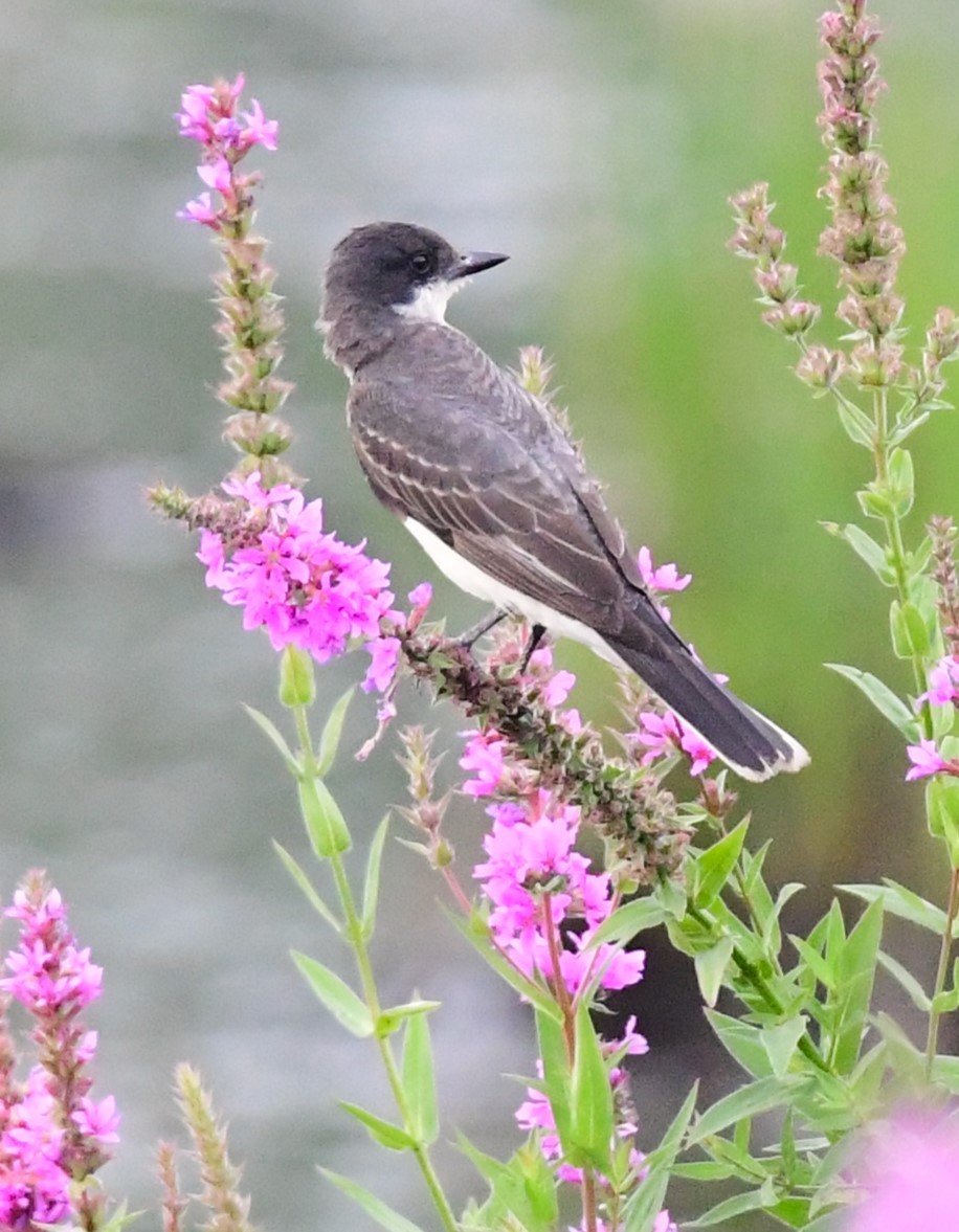 Eastern Kingbird - mike shaw