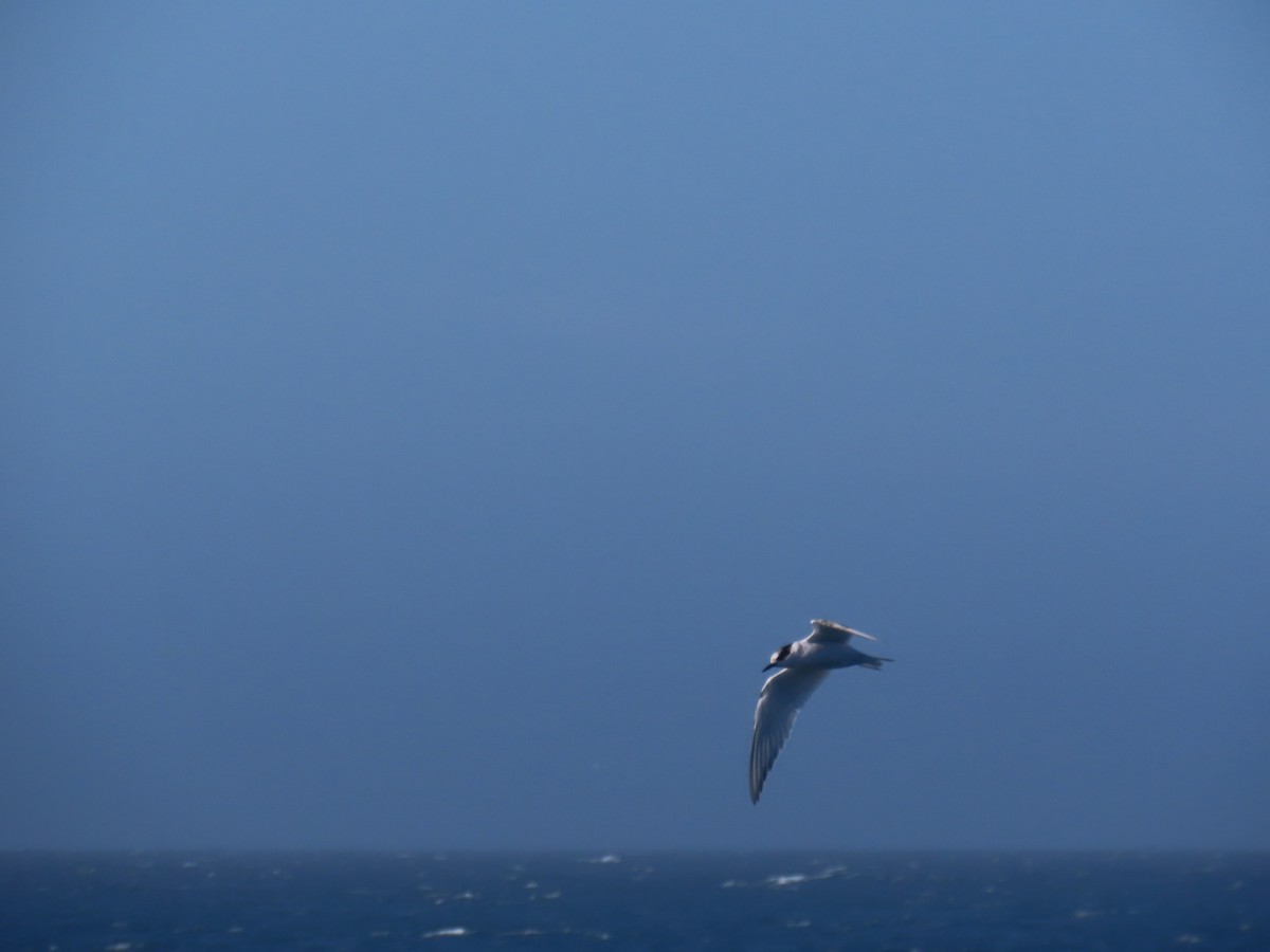 Antarctic Tern (South Georgia) - Ursula  Mitra