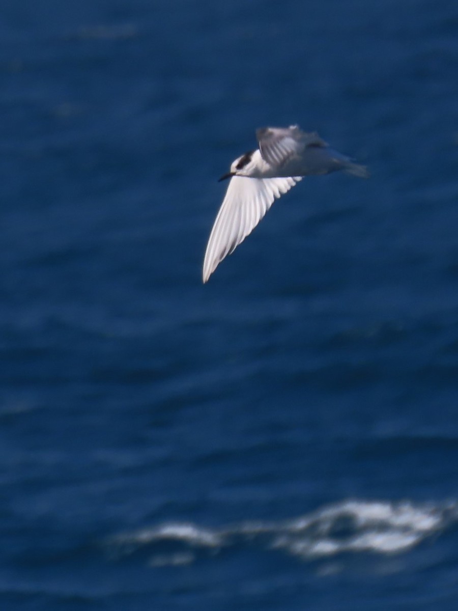 Antarctic Tern (South Georgia) - ML622150392