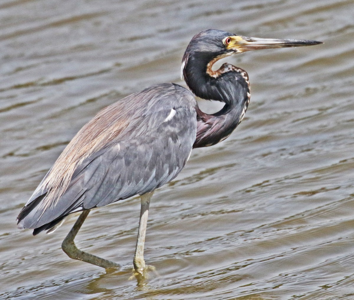 Tricolored Heron - ML622150397