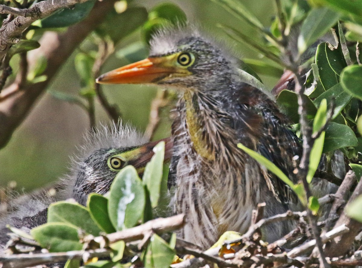 Green Heron - ML622150413