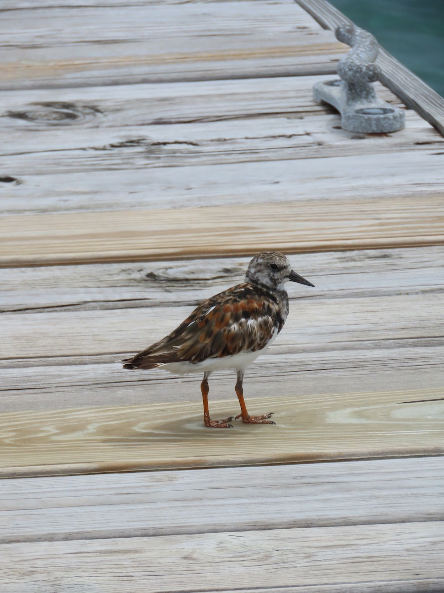 Ruddy Turnstone - ML622150416