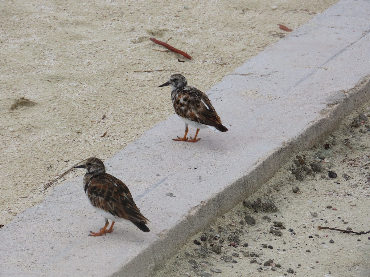 Ruddy Turnstone - ML622150417