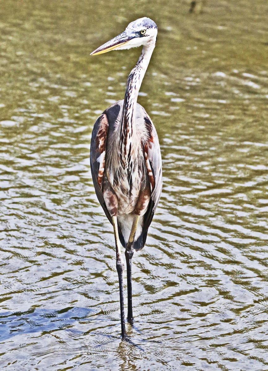 Great Blue Heron - ML622150420