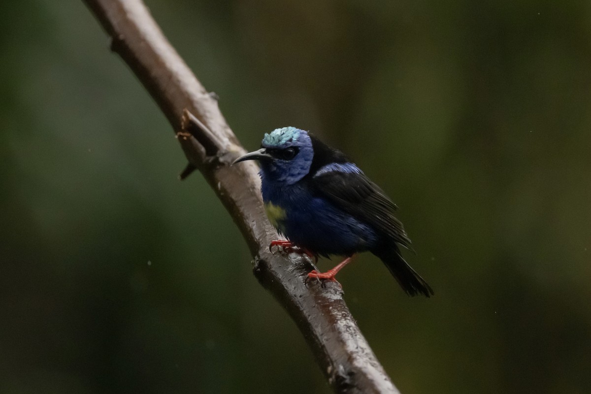 Red-legged Honeycreeper - Cailyn Buchanan