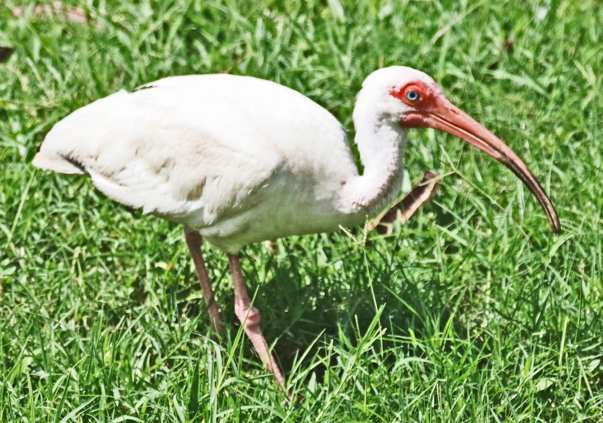 White Ibis - Galen  Stewart