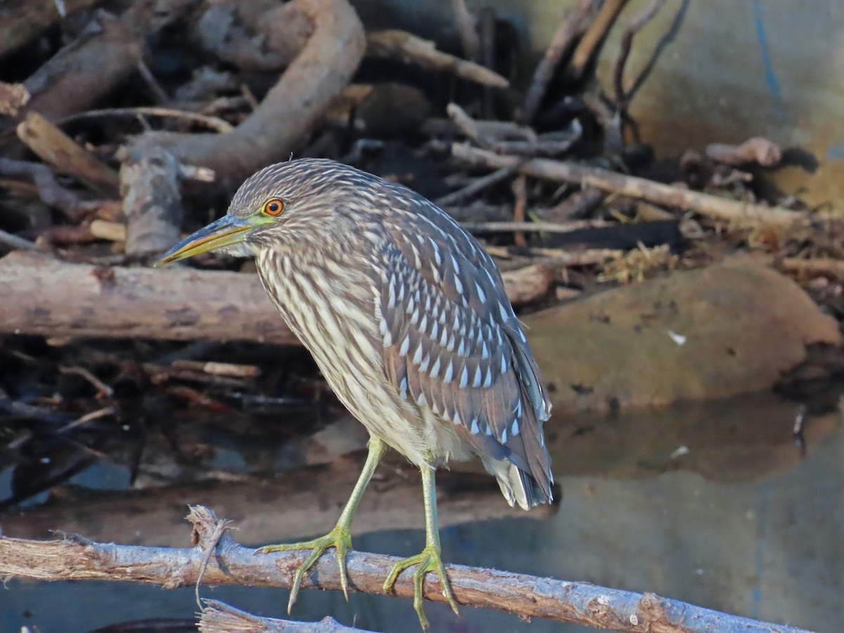 Black-crowned Night Heron - Tom Edell