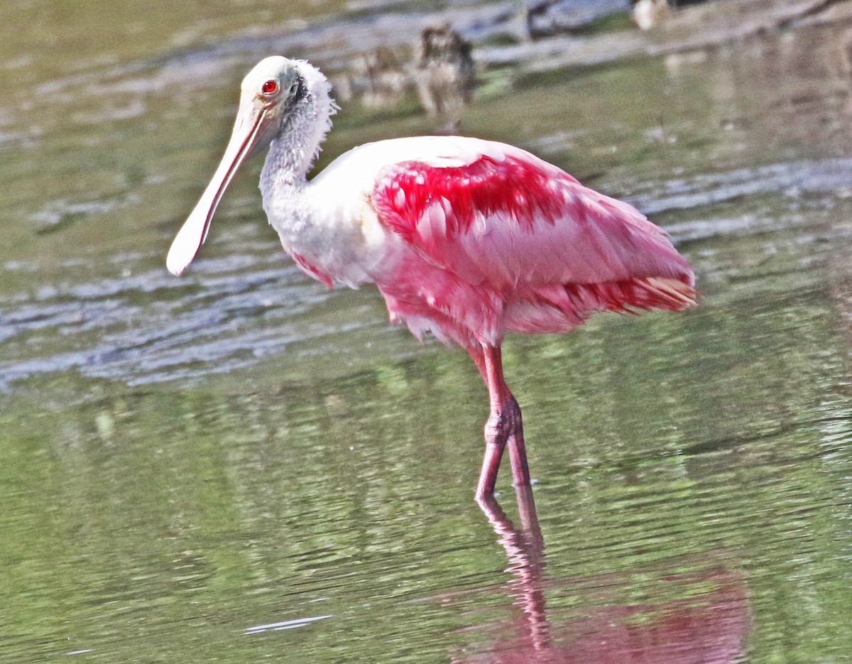 Roseate Spoonbill - ML622150428