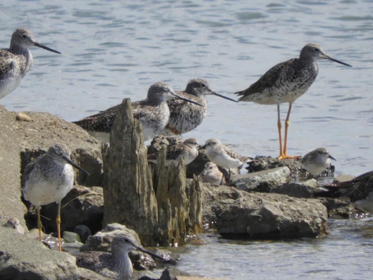 Greater Yellowlegs - Laura Markley