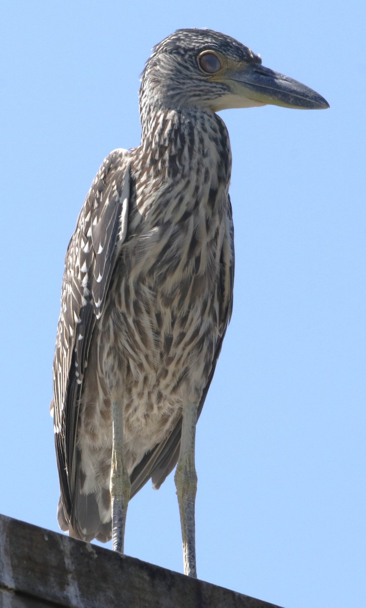 Yellow-crowned Night Heron - ML622150456