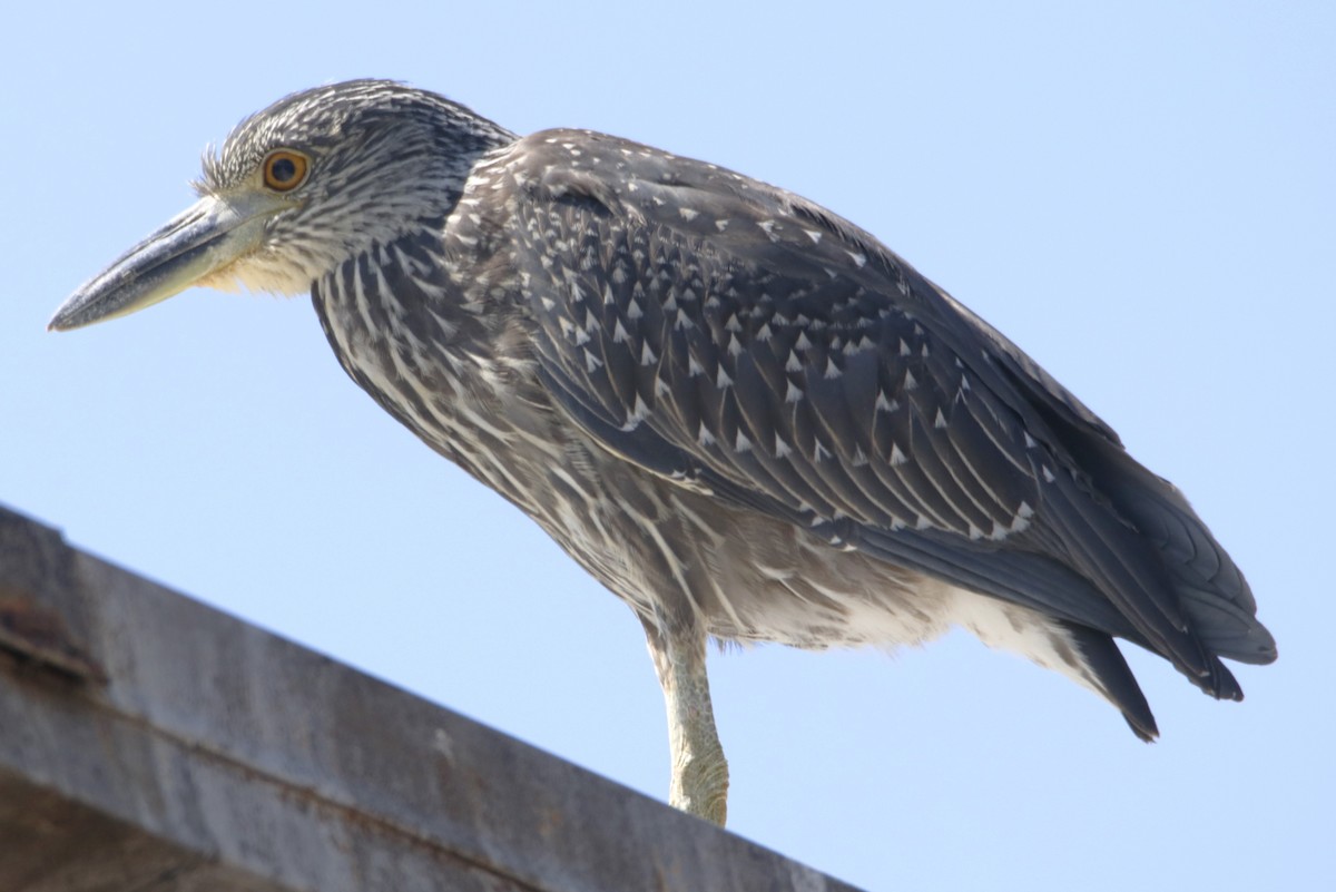 Yellow-crowned Night Heron - ML622150457