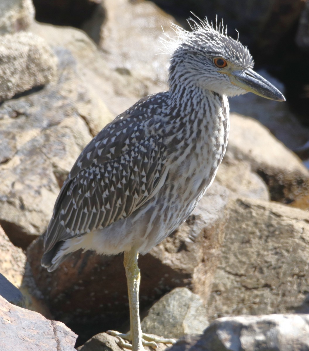 Yellow-crowned Night Heron - ML622150458