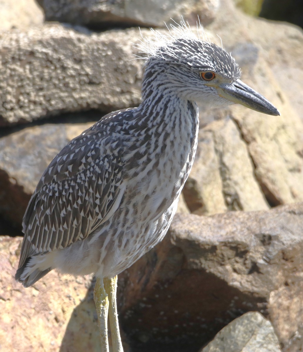 Yellow-crowned Night Heron - ML622150459