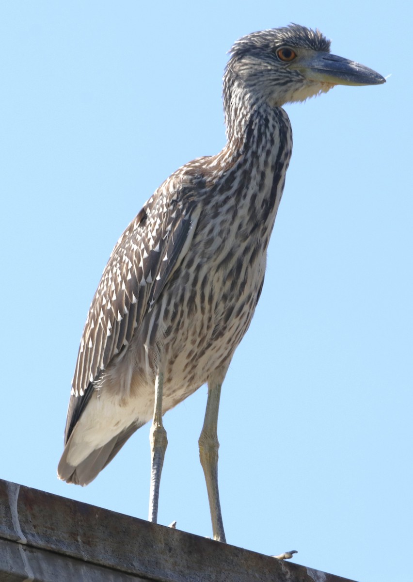 Yellow-crowned Night Heron - ML622150460