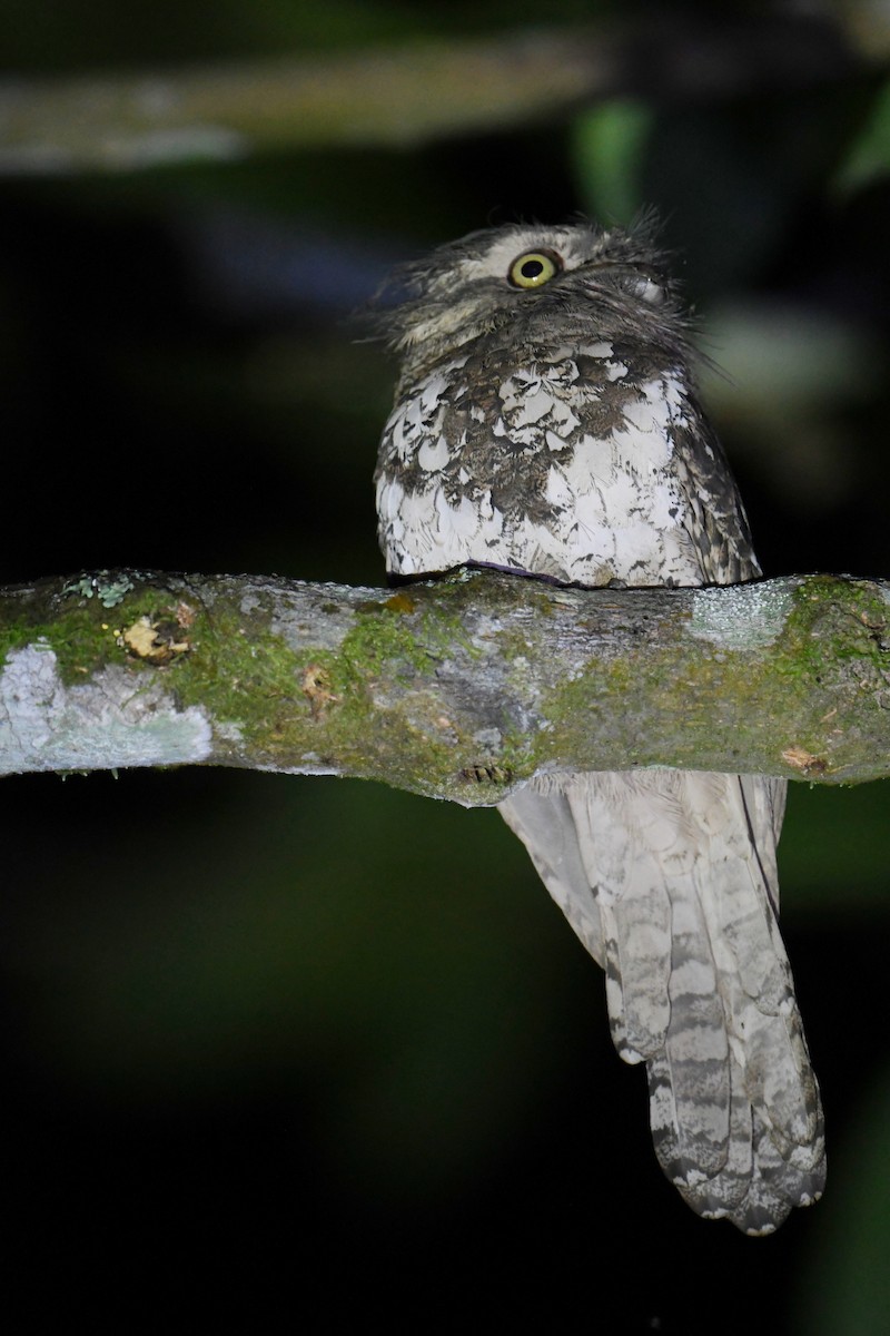 Javan Frogmouth - norman wu