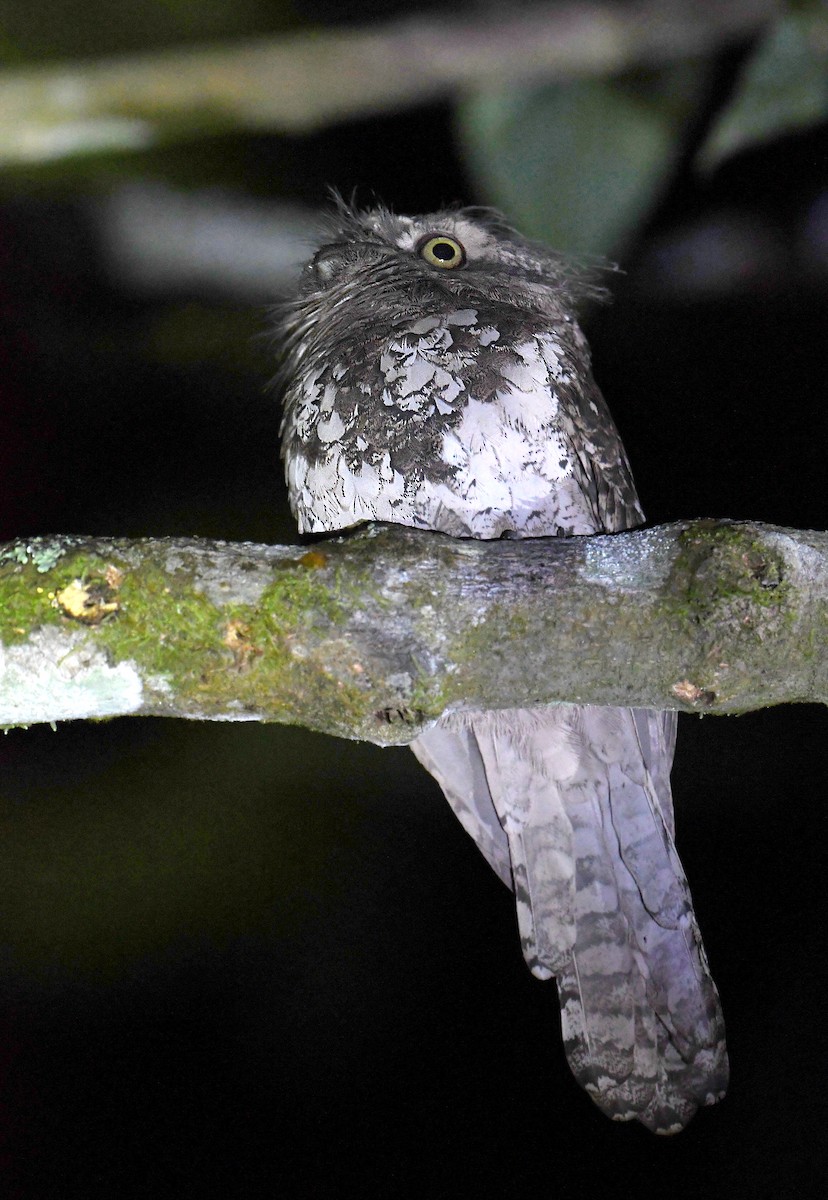 Javan Frogmouth - norman wu