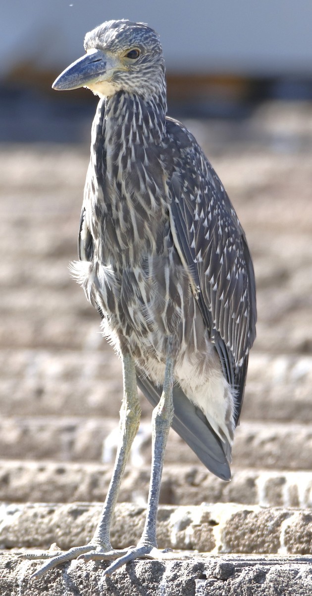 Yellow-crowned Night Heron - ML622150464